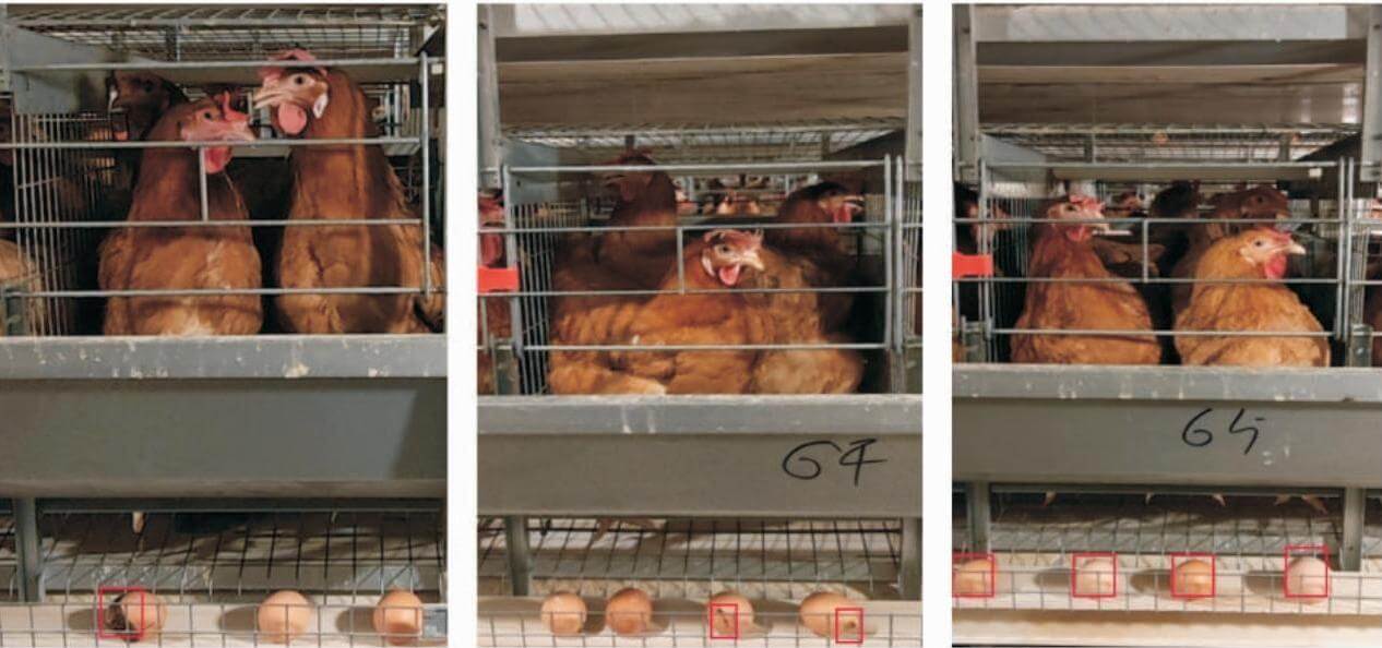 Intelligent Poultry Farming System for Automated Operations*
