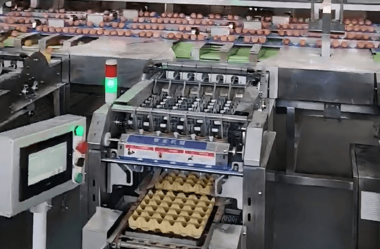 Ofrecemos y suministramos clasificadoras automáticas de huevos y máquinas de selección de huevos a granjas avícolas de todo el