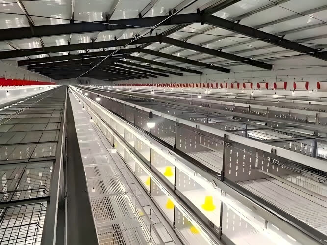 Puntos destacados del equipo avícola Jaulas apiladas tipo H: ahorra espacio, durabilidad y adaptabilidad a diferentes diseños de galpones