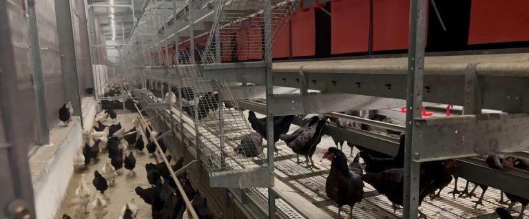 Proyecto de jaulas de bienestar para 50,000 gallinas ponedoras en Europa del Este: utilizando jaulas de bienestar europeas más sistemas totalmente automáticos de alimentación, recolección de huevos y limpieza de estiércol. Aprobó la inspección local de bienestar animal y redujo los costos de mano de obra aproximadamente un 30%.