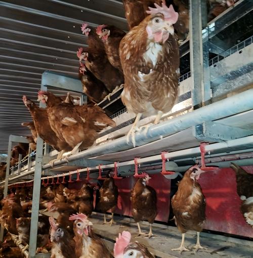 Suministro global de equipos para jaulas de gallinas ponedoras de estilo europeo de diseño abierto y respetuoso con el bienestar animal. Características de los sistemas totalmente automatizados de la UE para gallinas ponedoras sin jaulas. Soluciones de diseño de jaulas a medida y respetuosas con el bienestar animal para su explotación.