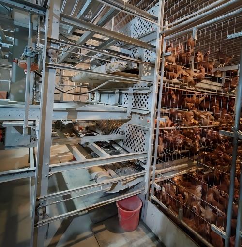 Suministro global de equipos para jaulas de gallinas ponedoras de estilo europeo de diseño abierto y respetuoso con el bienestar animal. Características de los sistemas totalmente automatizados de la UE para gallinas ponedoras sin jaulas. Soluciones de diseño de jaulas a medida y respetuosas con el bienestar animal para su explotación.
