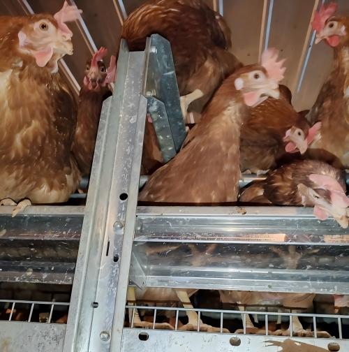 La fábrica suministra directamente a granjas de todo el mundo jaulas de bienestar y equipos europeos para gallinas ponedoras, cubriendo los mercados de exportación de la Unión Europea, Asia, América y otras regiones, lo que hace que la compra de equipos y la actualización a gallineros sin jaulas sean más eficientes y conformes a la normativa.﻿