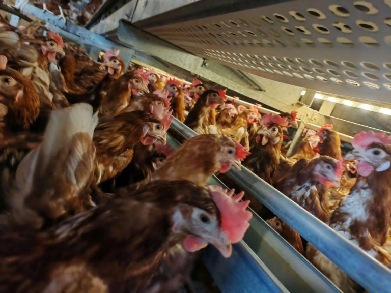 La fábrica suministra directamente a granjas de todo el mundo jaulas de bienestar y equipos europeos para gallinas ponedoras,