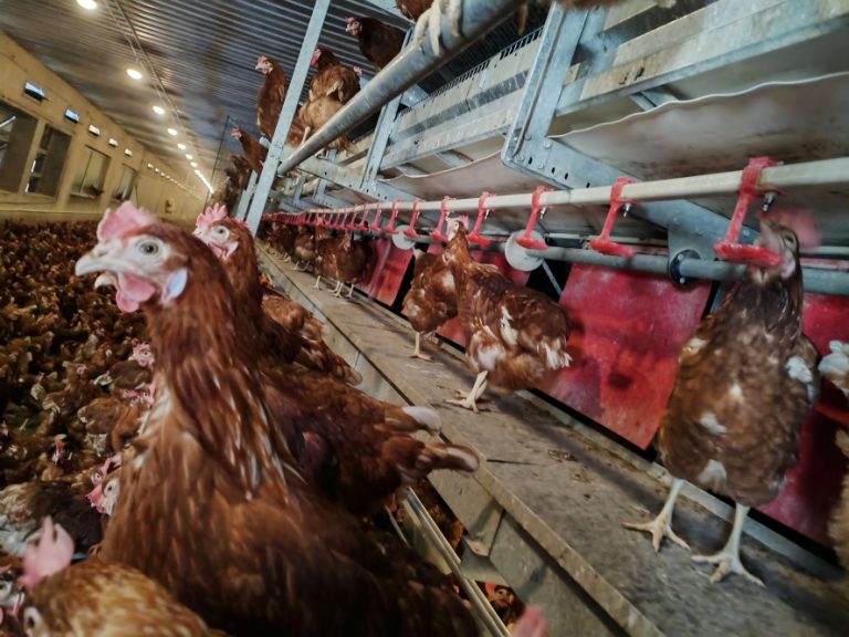 La fábrica suministra directamente a granjas de todo el mundo jaulas de bienestar y equipos europeos para gallinas ponedoras,