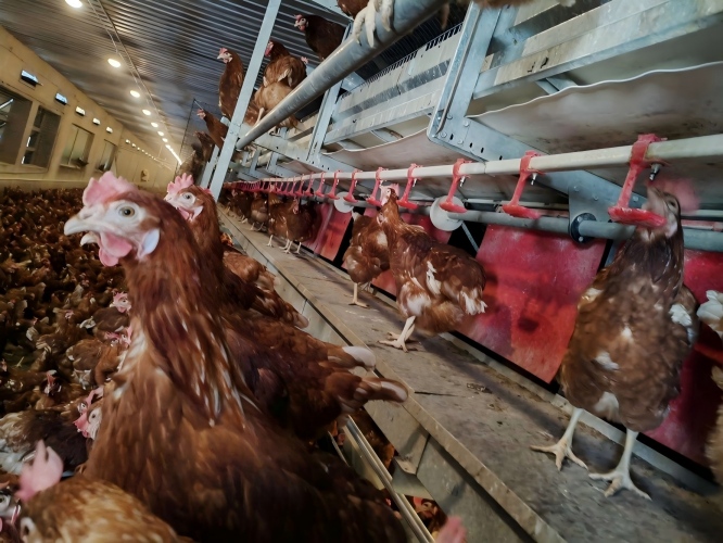 La fábrica suministra directamente a granjas de todo el mundo jaulas de bienestar y equipos europeos para gallinas ponedoras, cubriendo los mercados de exportación de la Unión Europea, Asia, América y otras regiones, lo que hace que la compra de equipos y la actualización a gallineros sin jaulas sean más eficientes y conformes a la normativa.﻿