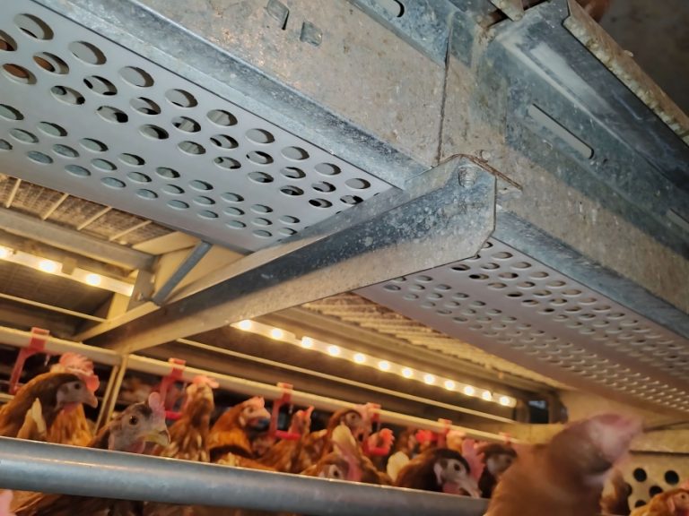 La fábrica suministra directamente a granjas de todo el mundo jaulas de bienestar y equipos europeos para gallinas ponedoras,