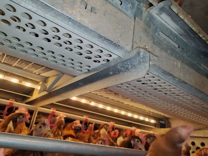 La fábrica suministra directamente a granjas de todo el mundo jaulas de bienestar y equipos europeos para gallinas ponedoras, cubriendo los mercados de exportación de la Unión Europea, Asia, América y otras regiones, lo que hace que la compra de equipos y la actualización a gallineros sin jaulas sean más eficientes y conformes a la normativa.﻿