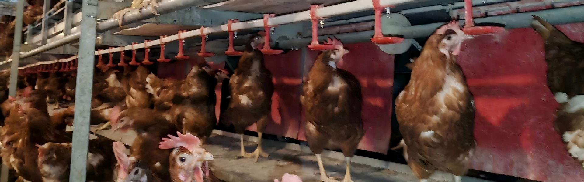 Soluciones europeas de jaulas automáticas de bienestar. Servicio integral de construcción de plantas con proyectos llave en mano para todo el mundo.﻿