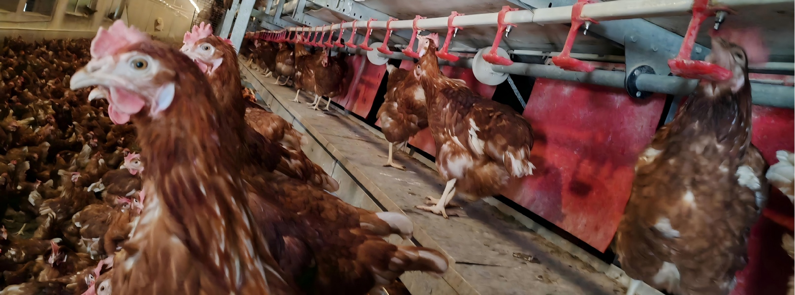 La fábrica suministra directamente a granjas de todo el mundo jaulas de bienestar y equipos europeos para gallinas ponedoras, cubriendo los mercados de exportación de la Unión Europea, Asia, América y otras regiones, lo que hace que la compra de equipos y la