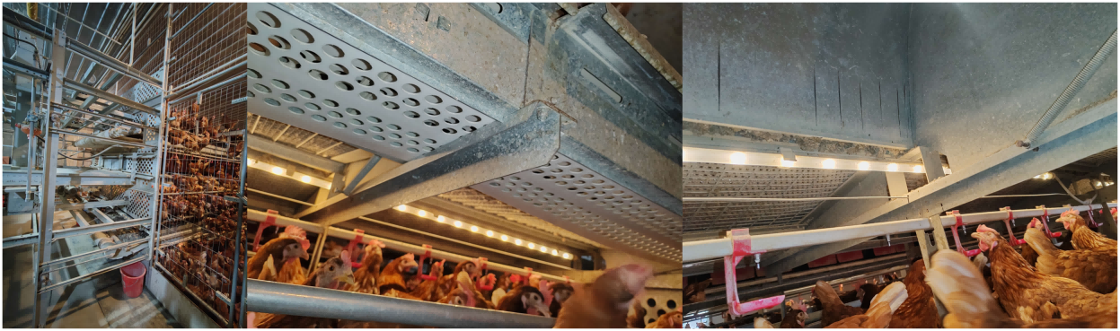 La fábrica suministra directamente a granjas de todo el mundo jaulas de bienestar y equipos europeos para gallinas ponedoras, cubriendo los mercados de exportación de la Unión Europea, Asia, América y otras regiones, lo que hace que la compra de equipos y la actualización a gallineros sin jaulas sean más eficientes y conformes a la normativa.﻿