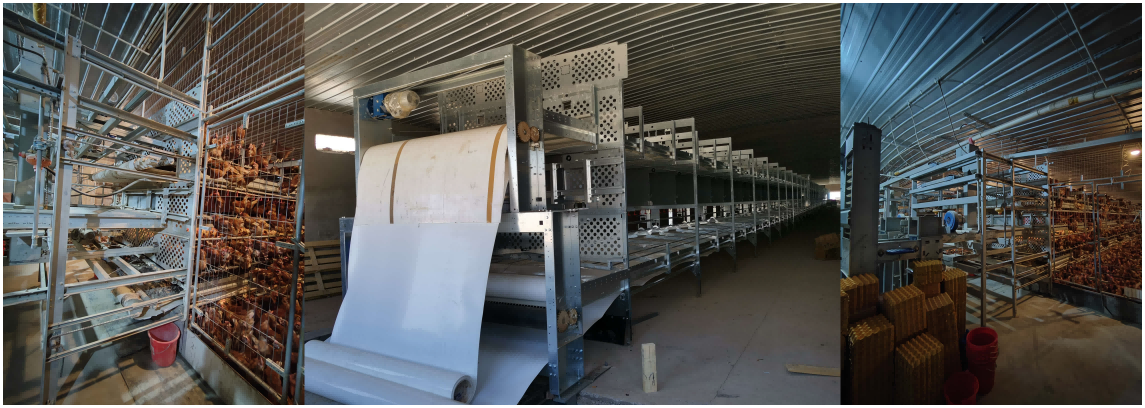 ¿Preocupado por ser eliminado por el bienestar animal? Un sistema europeo de jaulas de bienestar para gallinas tiene la solución para usted.